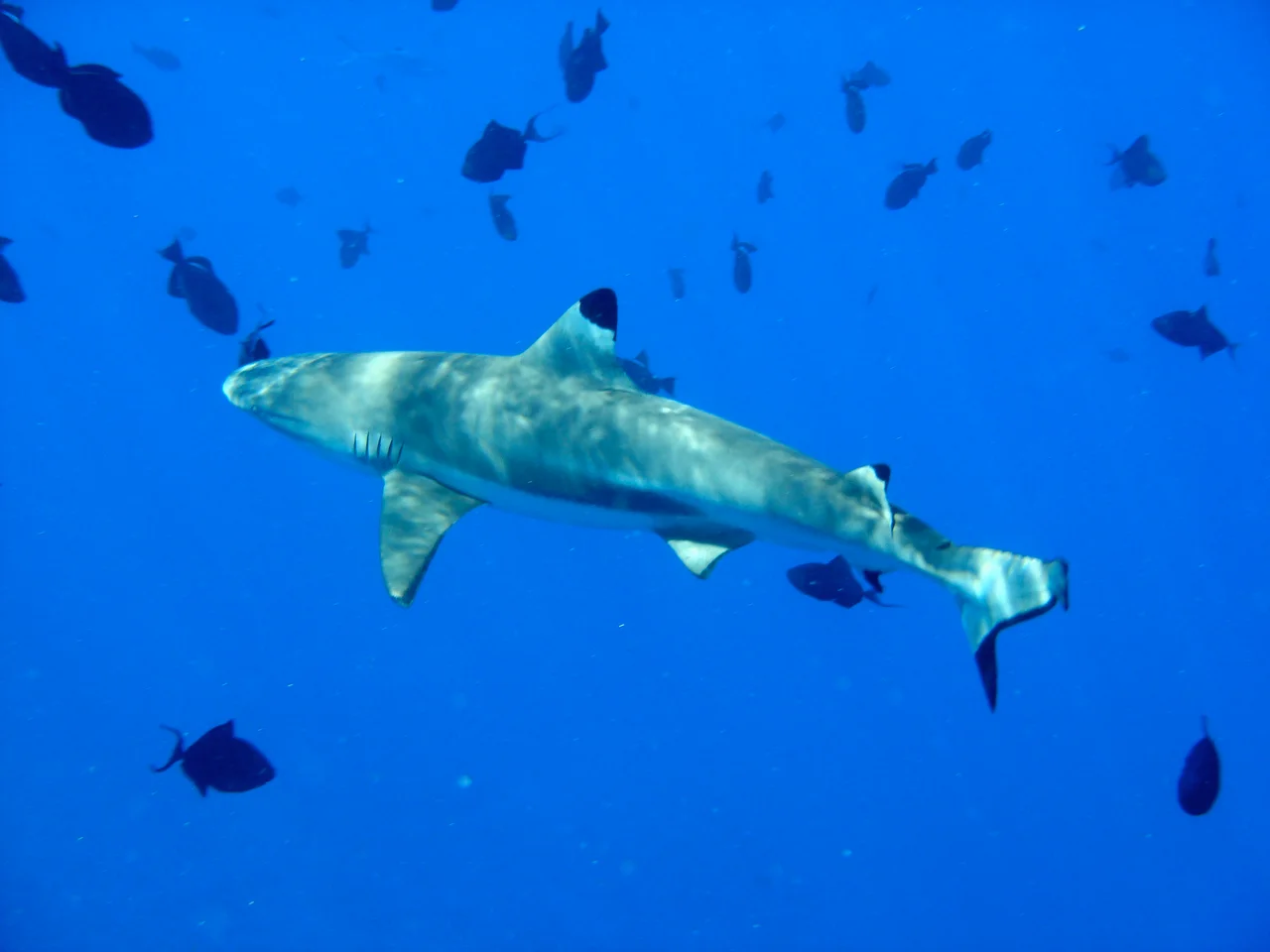 Blacktip reef shark (Carcharhinus melanopterus) at Bora Bora.