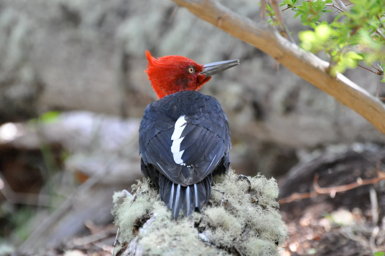 Magellanic Woodpecker Male (Campephilus magellanicus), National Park of Tierra del Fuego, Tierra del Fuego, Argentina
