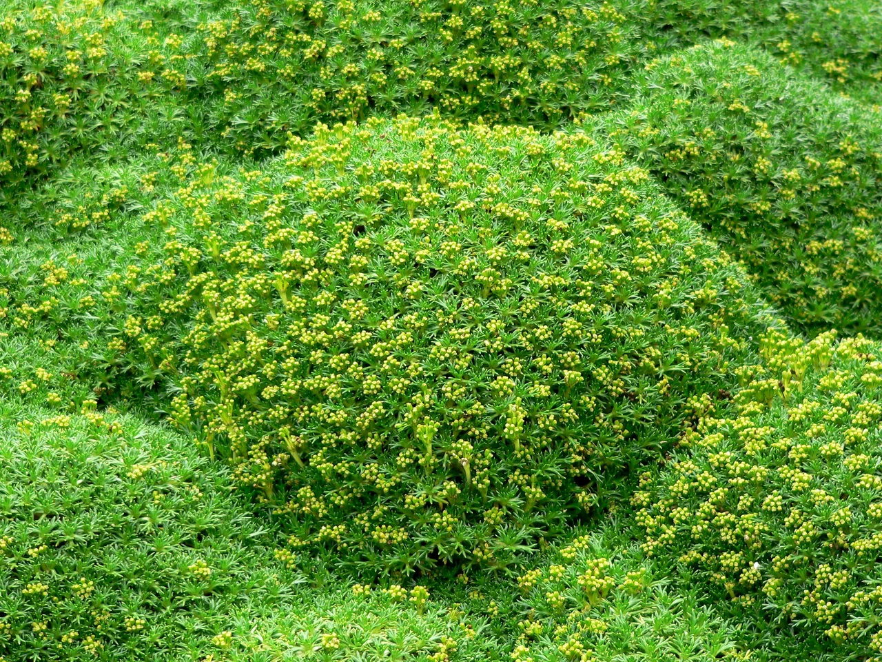 Photo of Bolax gummifera at the UBC Botanical Garden