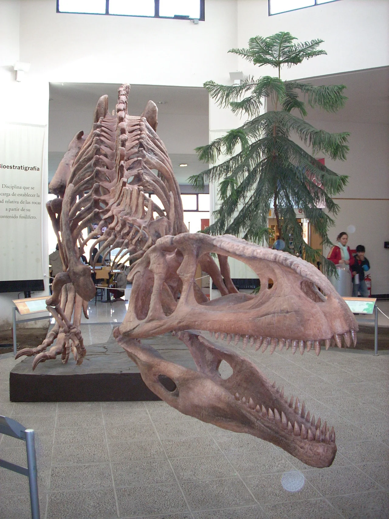 Reconstruccion del Tyrannotitan Chubutensis exibido en el Museo Egidio Feruglio de Trelew
