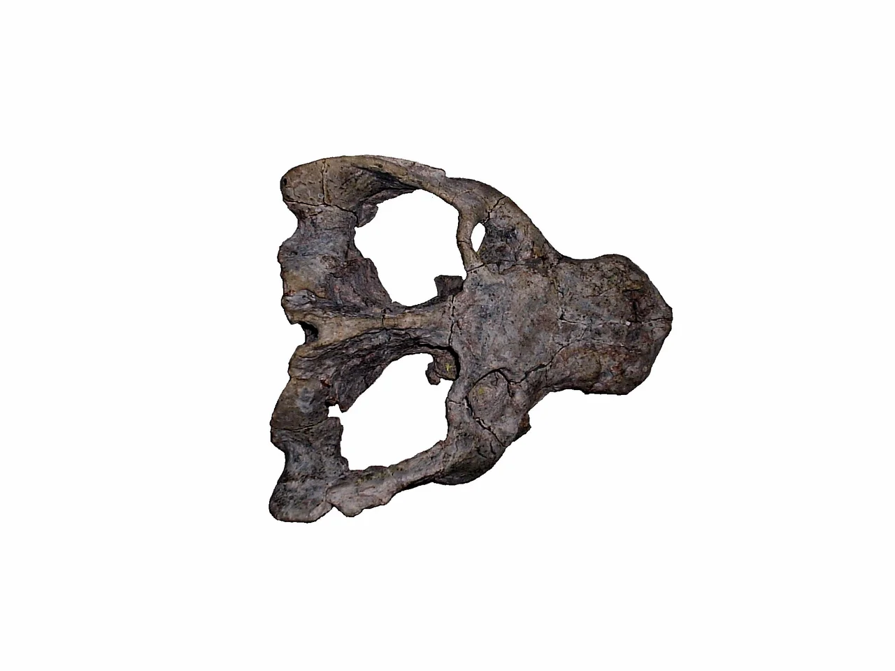 Cranio Exaeretodon