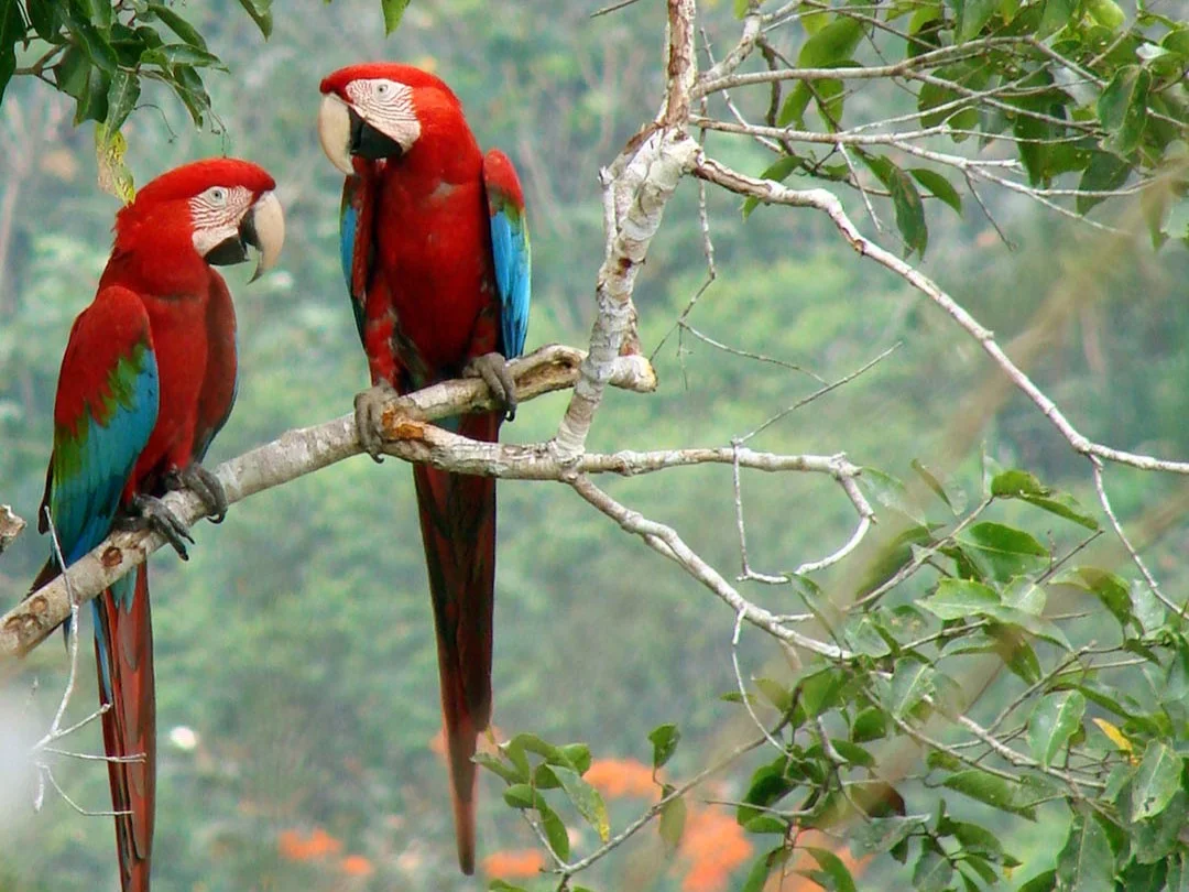 Red-and-green macaws at Madidi National Park in Bolivia.