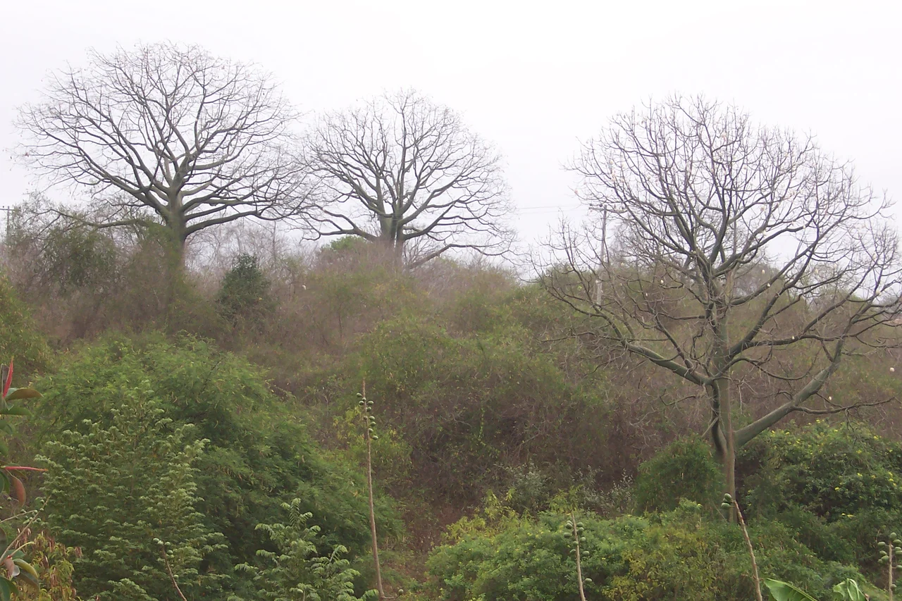 Bosque semiarido en la península de Santa Elena - Ecuador