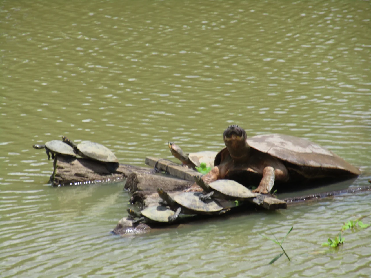 Charapas y catiparas de todas las edades en la Laguna Sapi Sapi de Nauta en Loreto-Perú