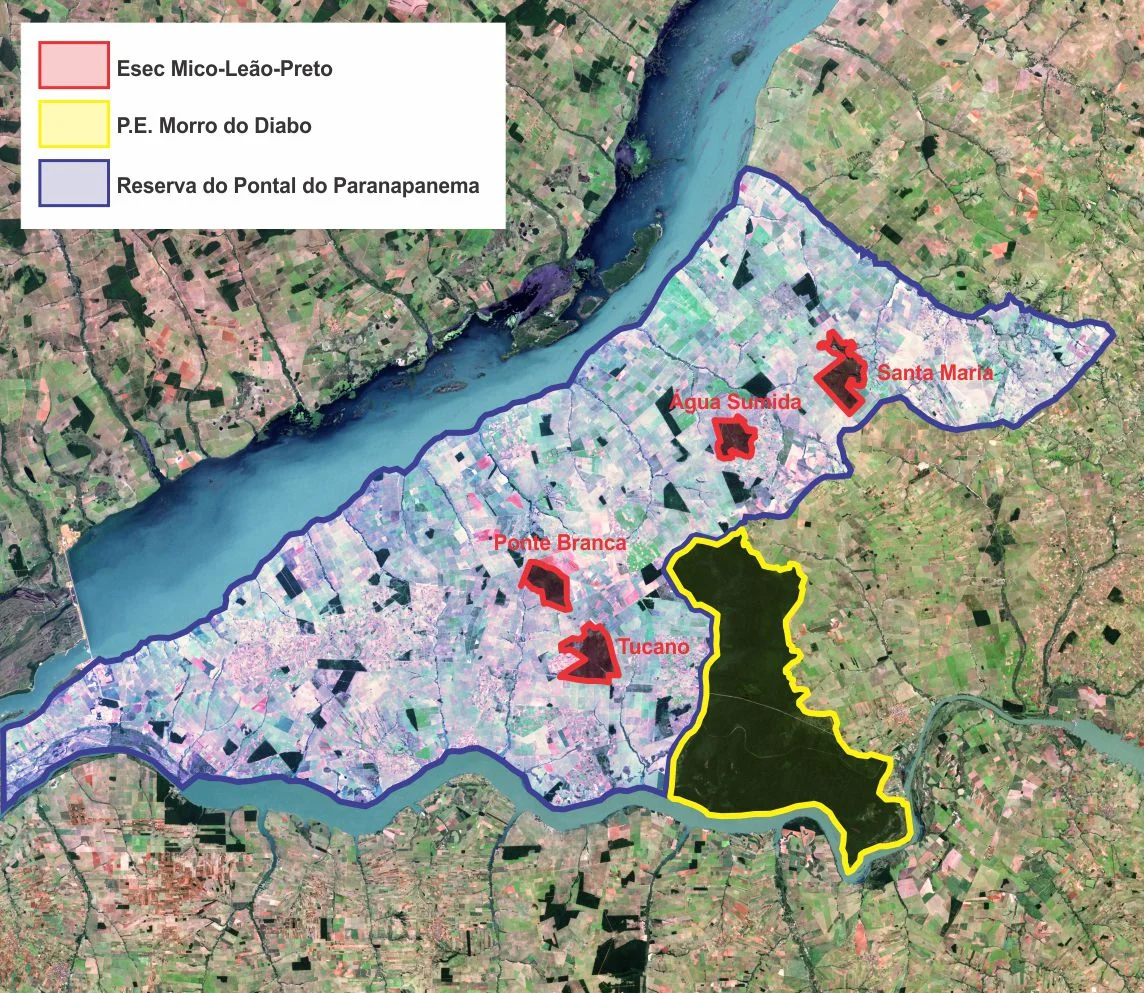 Conservation units of Pontal do Paranapanema, São Paulo state, Brazil:
Blue line: Ponta do Paranapanema Great Reserve (nowadays, desforested)
Red line: Mico-leão-preto Ecological Station: divided in four forest patchs; Tucano, Ponte Branca, Água Sumida, Santa Maria
Yellow line: Morro do Diabo State Park
The conservation units limits were delineated by Miguelrangeljr, using Corel Draw X6, based on the Mico-leão-preto Ecological Station Management Plan. Pontal do Paranapanema region is the most important for the black lion tamarin conservation.