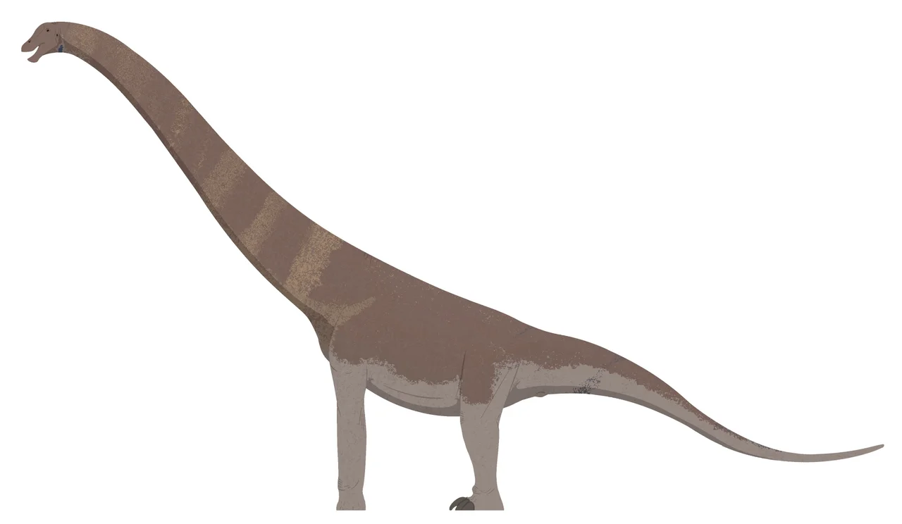 Large titanosaur from the Serra da Galga (Mirilia) Formation. Originally considered a species of Aeolosaurus.