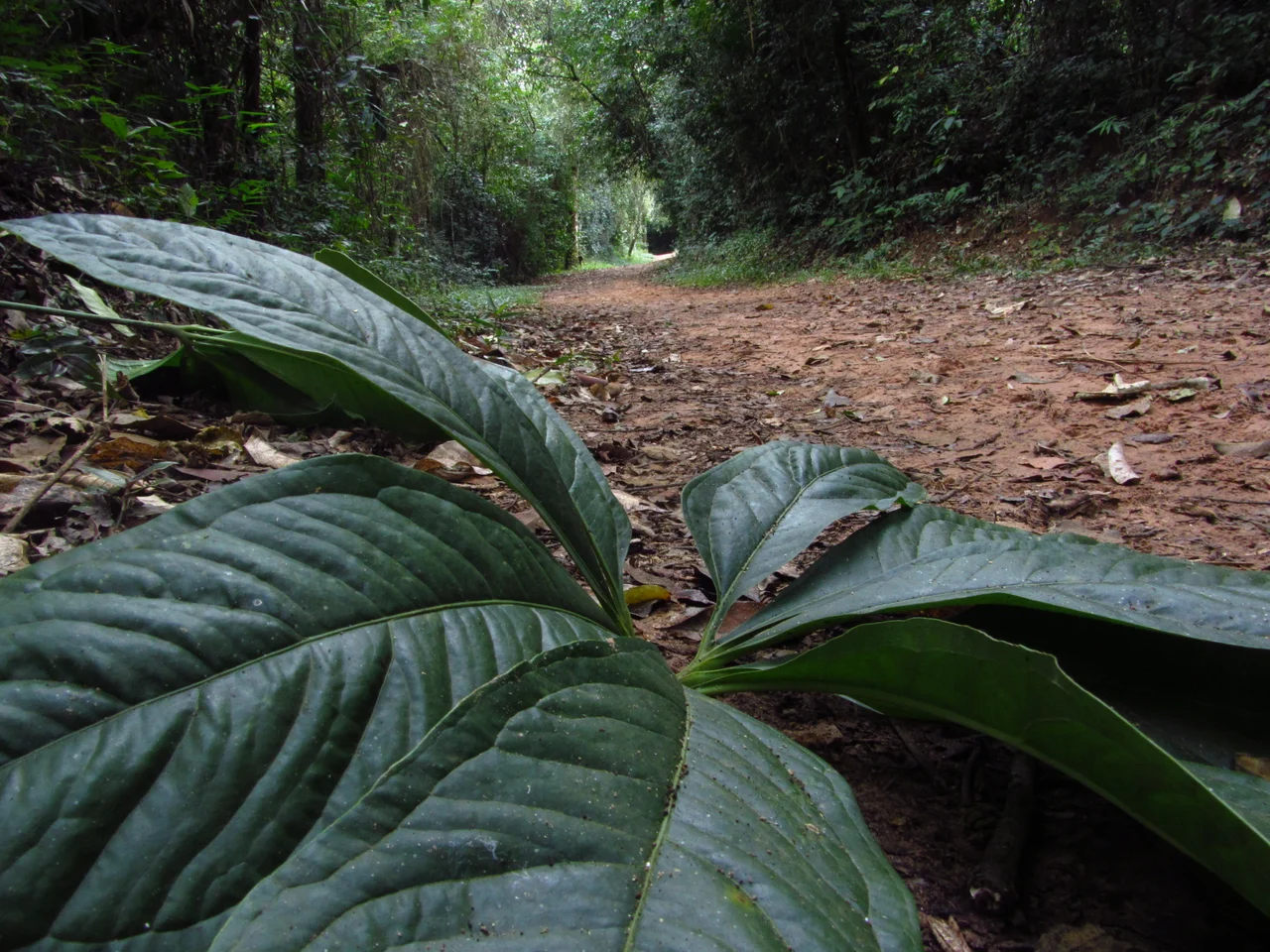 Folha em detalhe durante trilha no Parque Estadual Vassununga
