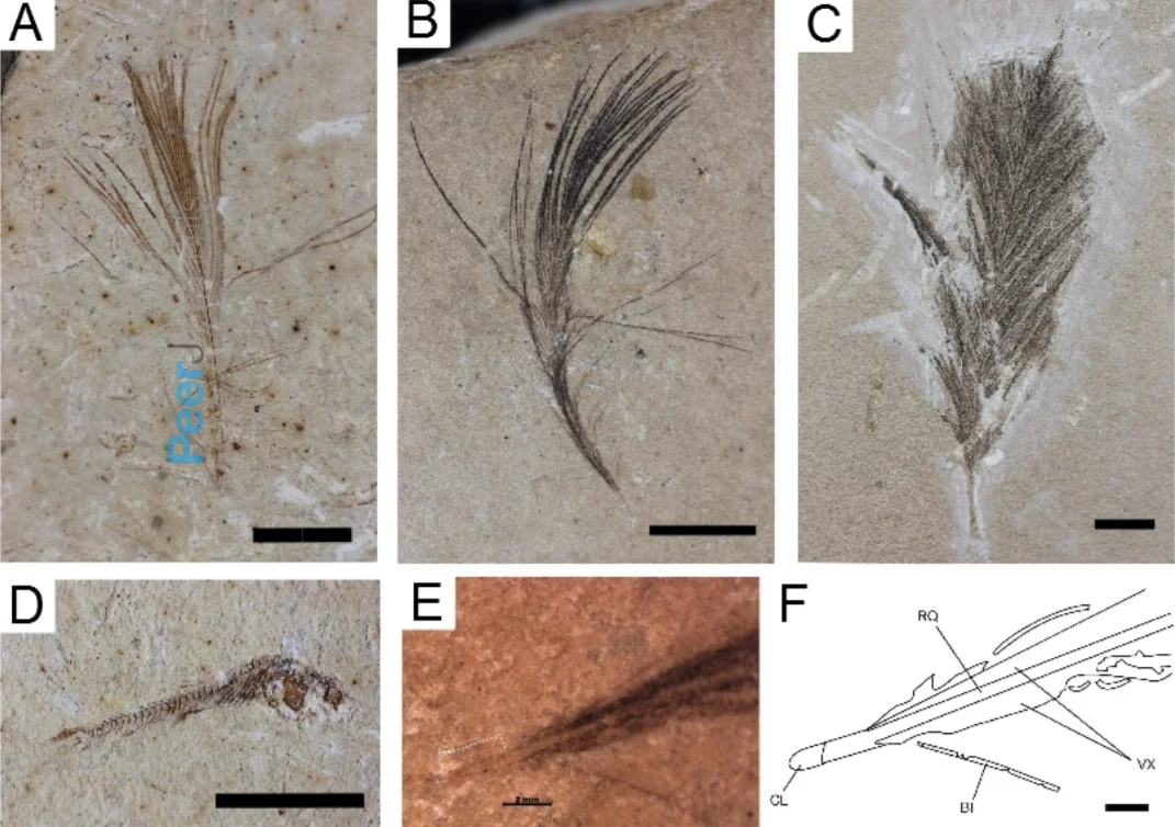 Cyclicity of the Santana Group in the Araripe Basin, NE Brazil