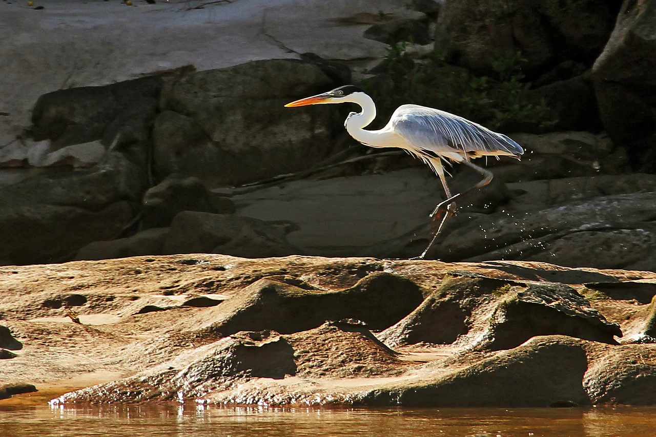 A garça é uma ave ciconiforme que habita áreas próximas a rios, lagos, praias marítimas, manguezais e estuários.Vivem em regiões tropicais e subtropicais de todos os continentes, exceto Antártida.A maioria das espécies de garças possui penas brancas cobrindo todo corpo e pescoço longo.Os bicos grandes das garças podem variar de cor dependendo da espécie,porém, as cores de bicos mais comuns são amarela, marrom e preta.Medem entre 70 e 85 cm de altura.Pesam, em média, de 3 a 5 quilos de acordo com a espécie. Alimenta-se basicamente de peixes, pequenos anfíbios, crustáceos e outras espécies de animais aquáticos de pequeno porte
O rio Araguaia nasce no município de Mineiros no sudoeste do estado de Goiás e forma a divisa natural entre Goiás, Mato Grosso, Tocantins e Pará.  Compreende uma das principais bacias hidrográficas do centro-oeste, a bacia hidrográfica Araguaia-Tocantins. O rio conta com uma extensão total de 2.114 km. Em seu percurso seus meandros delimitam juntamente como os do Rio Javaés, a maior ilha fluvial do mundo, a Ilha do Bananal, onde encontram localizados o Parque Nacional do Araguaia e o Parque Indígena do Araguaia.

.