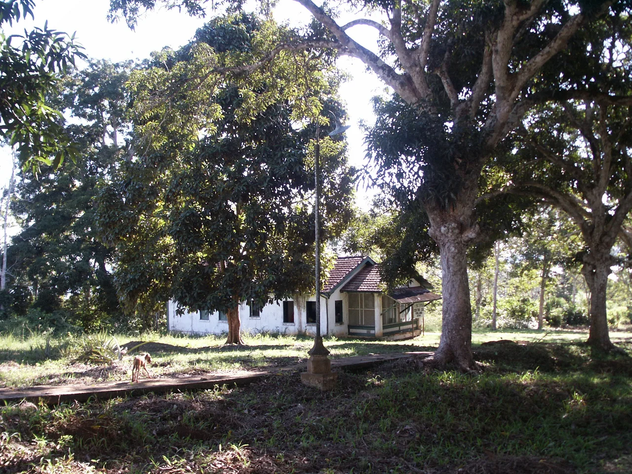 Vestiges de Fordlândia -Escritorio Local et allée de manguiers- août 2005