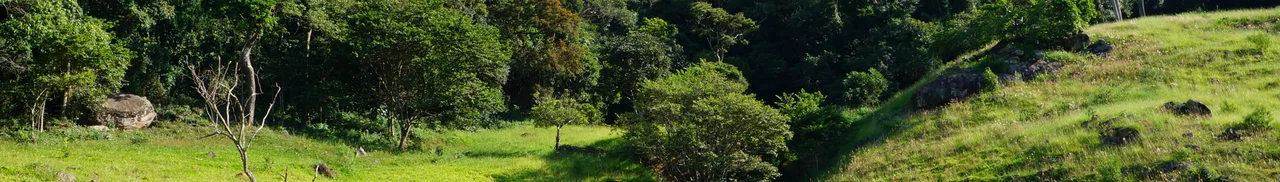 Vista a partir de uma pequena subida com o capim jovem crescendo, brilhando ao sol e a mata nativa (Serra da Mantiqueira) ao fundo.
