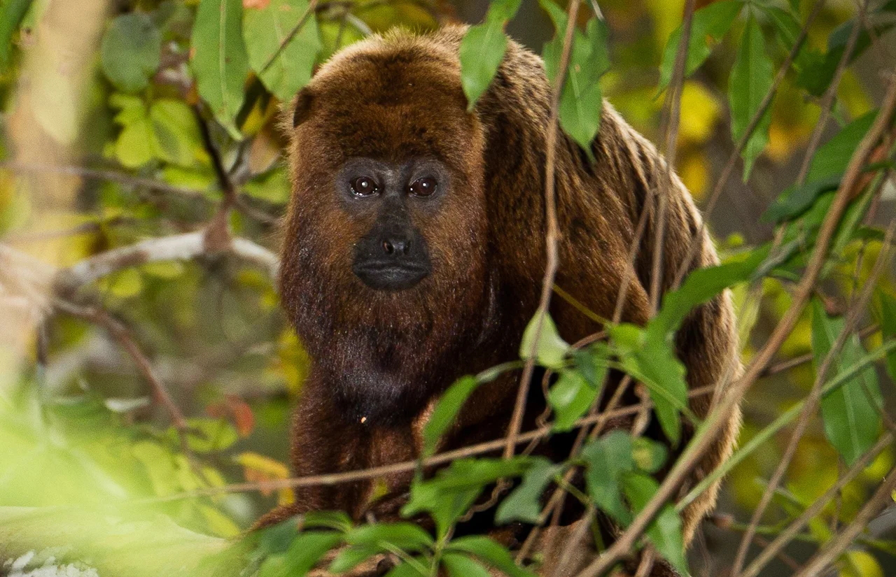 Brown Howler Monkey (Alouatta guariba) in Feliciano Miguel Abdala Reserve, Caratinga, Brazil.
