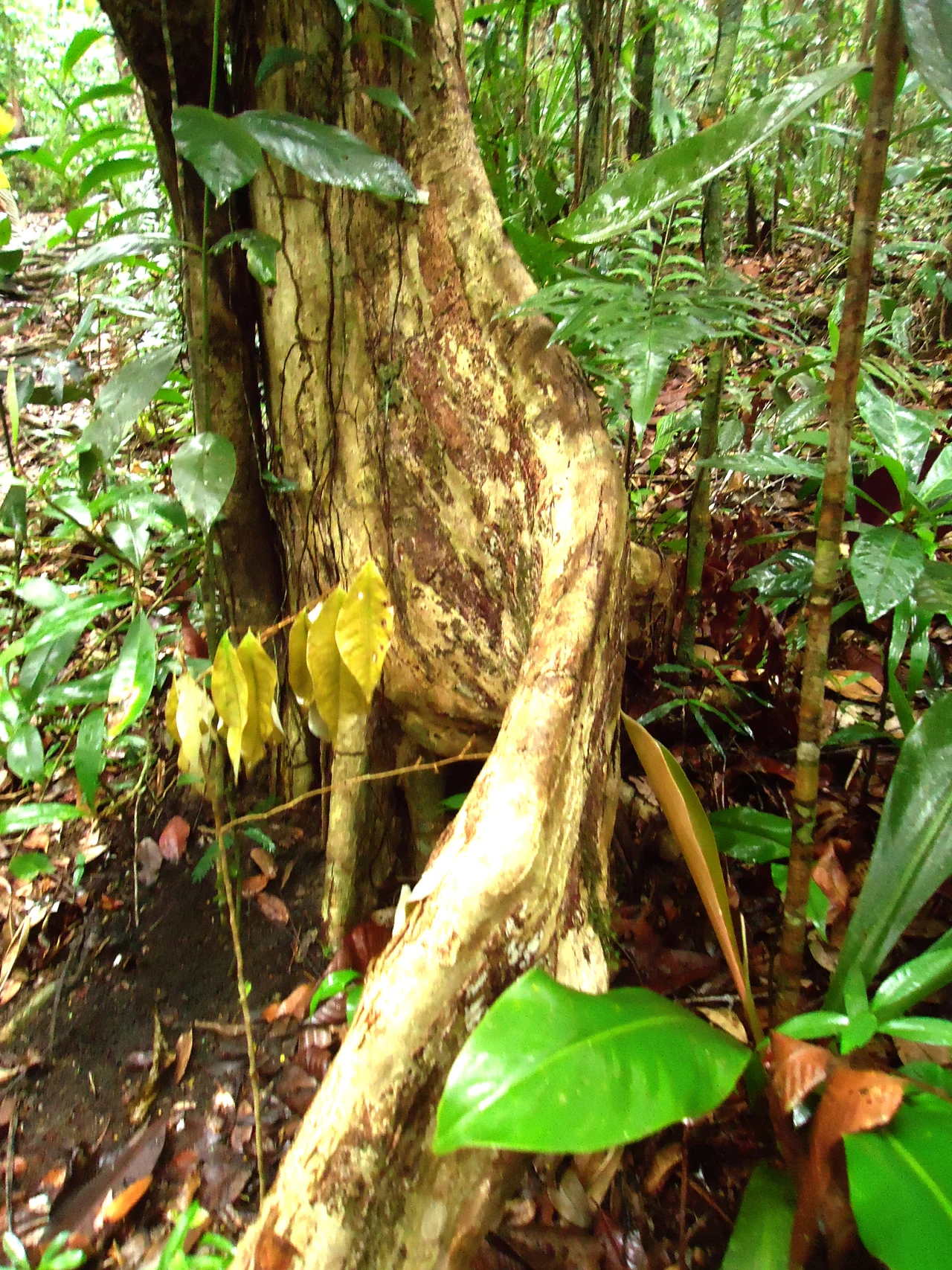 Gindiba no interior da floreste no Parque Estadual. Usada pelos aborígens para se comunicar