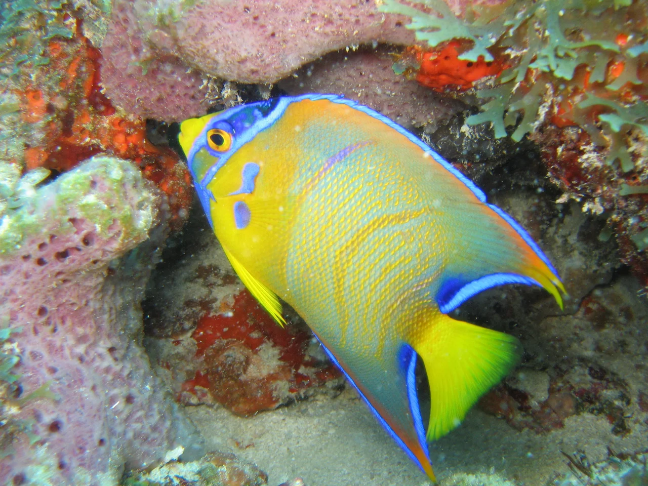 Uma das espécies mais abundantes de peixes recifais encontrados no litoral cearense
