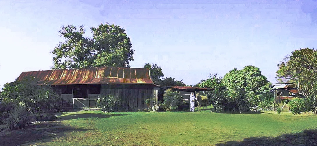 A panorama of the farmhouse — at the Kona Coffee Living History Farm.
Of the Kona Historical Society — Kealakekua (Captain Cook), Kona district, on the Big Island of Hawaiʻi.