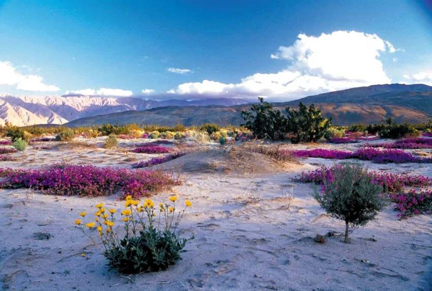 Fish Creek Mountains Wilderness.jpg