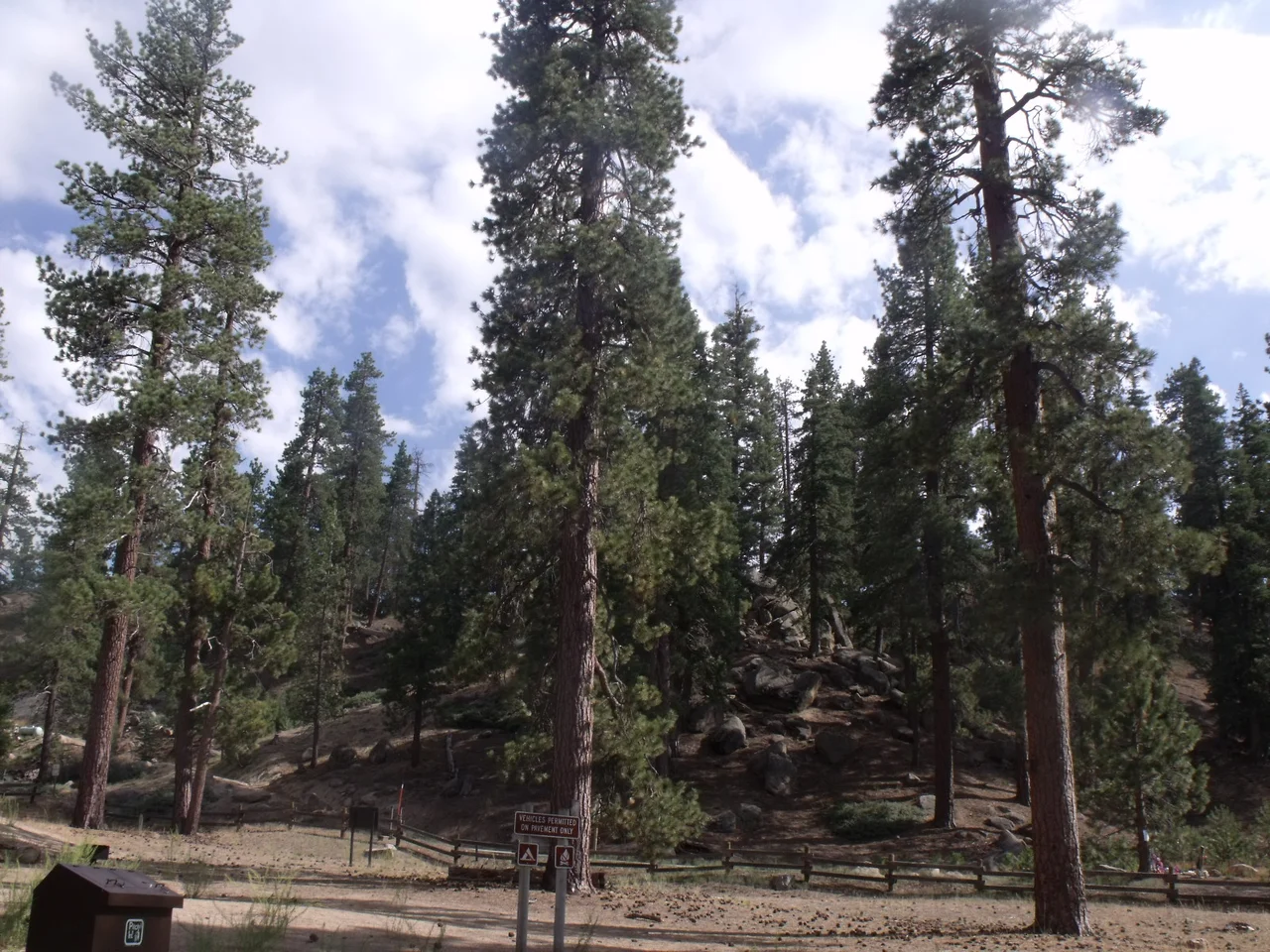 Pine trees in the en:San Bernardino Mountains, CA, USA.
