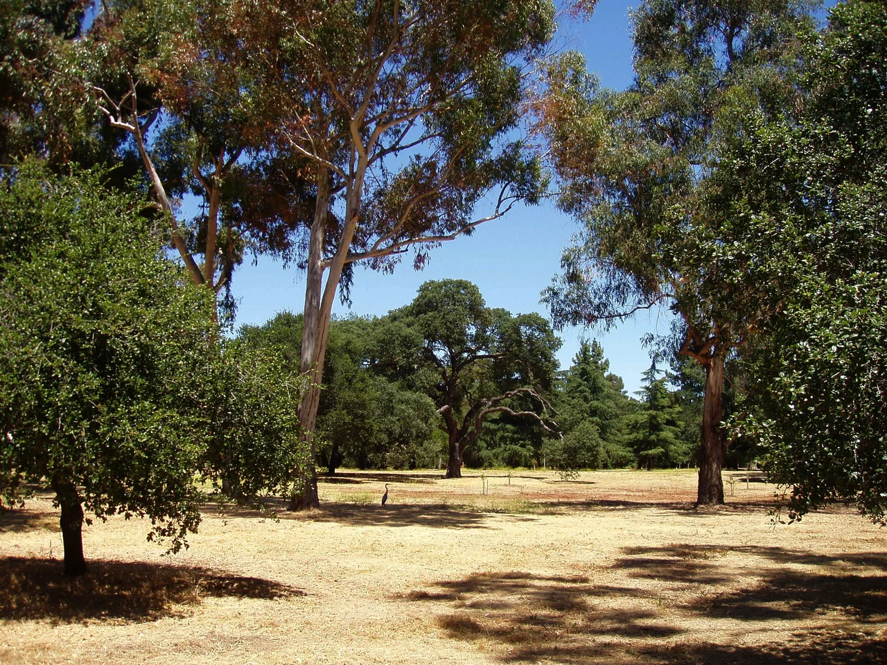 Stanford University Arboretum, Stanford, California.