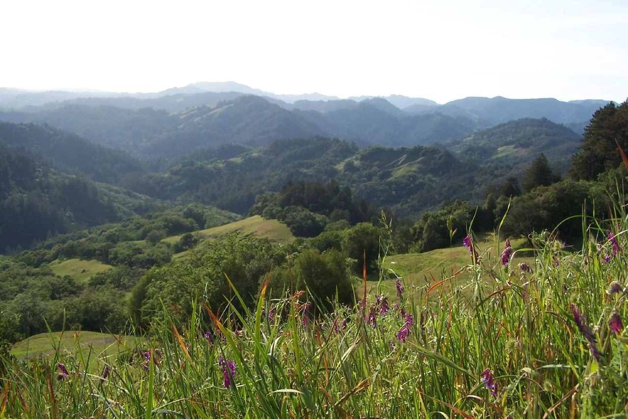 Austin Creek State Recreation Area, Sonoma County, California, USAoverlook at Austin Creek - near Guerneville, Sonoma County, California.