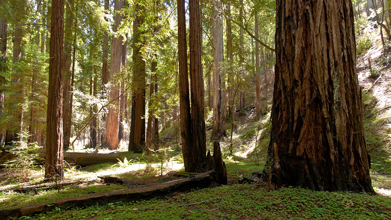 Coast redwoods (Sequoia sempervirens) in Montgomery Woods State Natural Reserve — in Mendocino County, California.