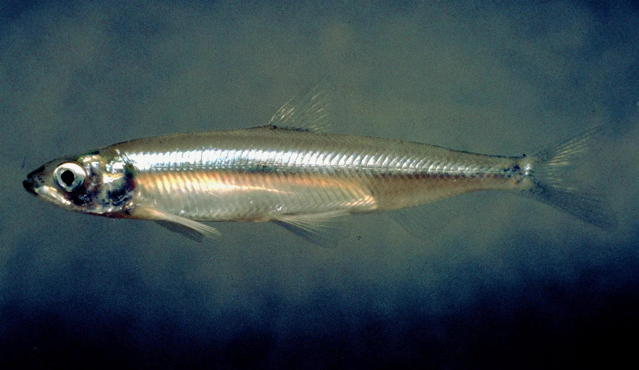 Delta Smelt (Hypomesus transpacificus).
Native to the Sacramento–San Joaquin River Delta region of northern California.