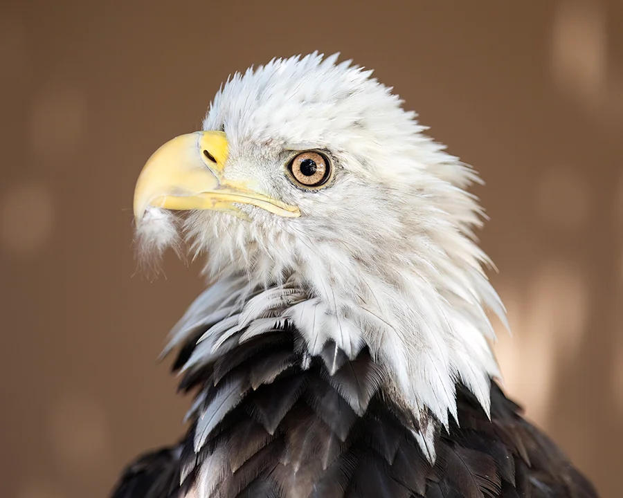 Sul Wita the bald eagle at the California Raptor center, age 5.