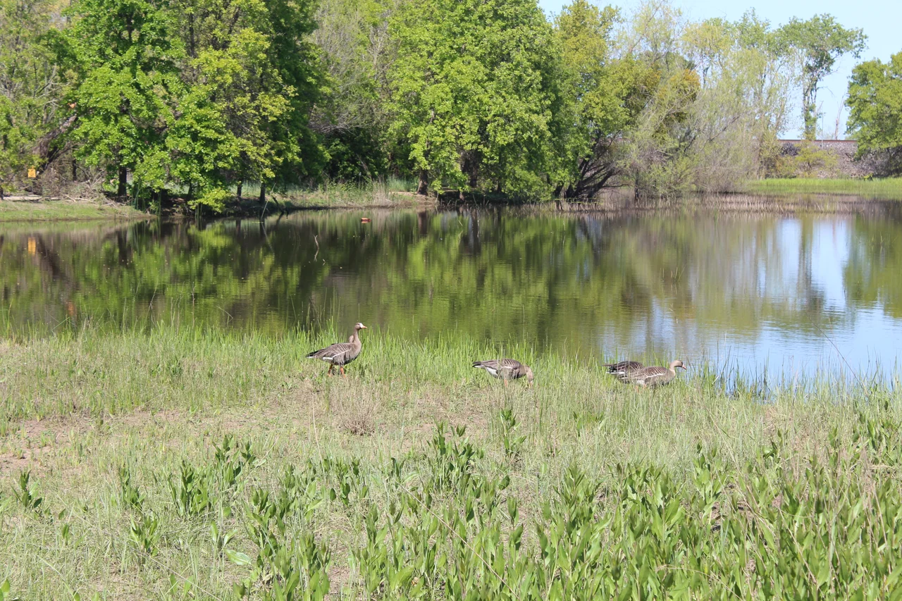 Cosumnes River Preserve
