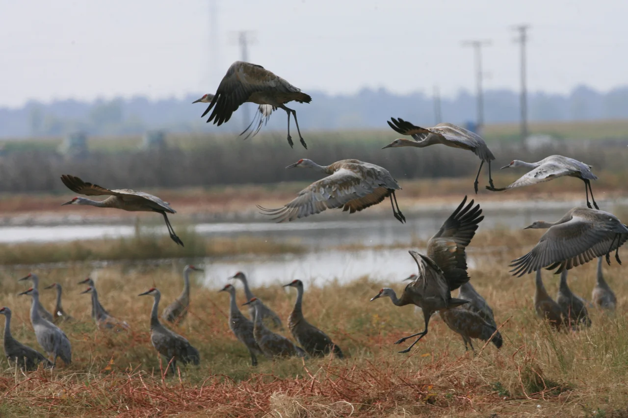 A flock of Sandhill Cranes landing at Merced National Wildlife Refuge, California, USA.