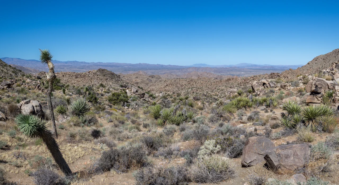 Alt Text: A Joshua tree overlooking an expansive valley along Bigfoot Trail.
NPS / Anna Cirimele