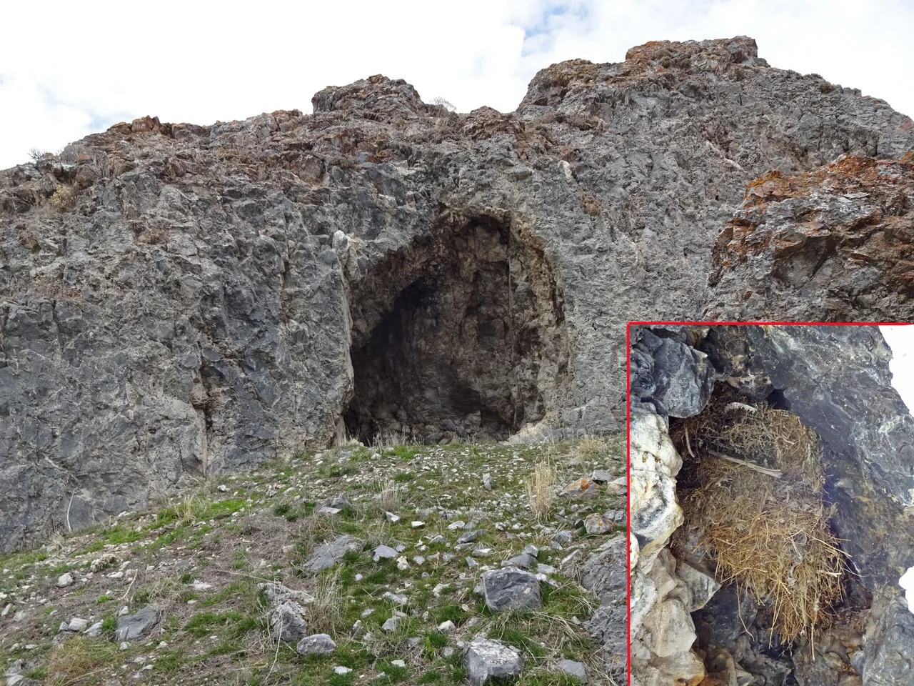 In the Hall of the Mountain Skunk.
This small cave was probably occupied by a skunk - a quite specific smell stays inside. The nest made of dry grass and stems is located closer to the ceilling.
Golden Spike National Historic Site Park, Box Elder County, Utah; elevation 1480 m.
