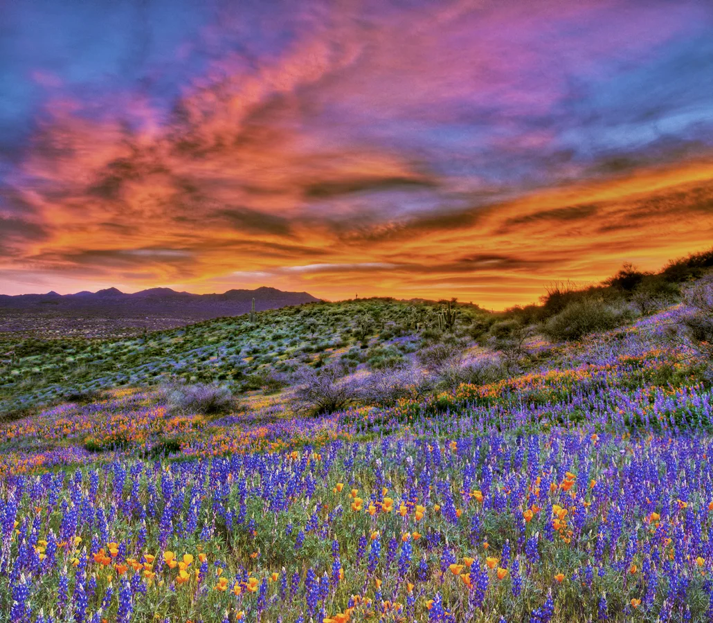 Sunset and spring wildflowers — on the San Carlos Apache Indian Reservation, near Peridot, in Gila County, Arizona. 

29 March 2010.