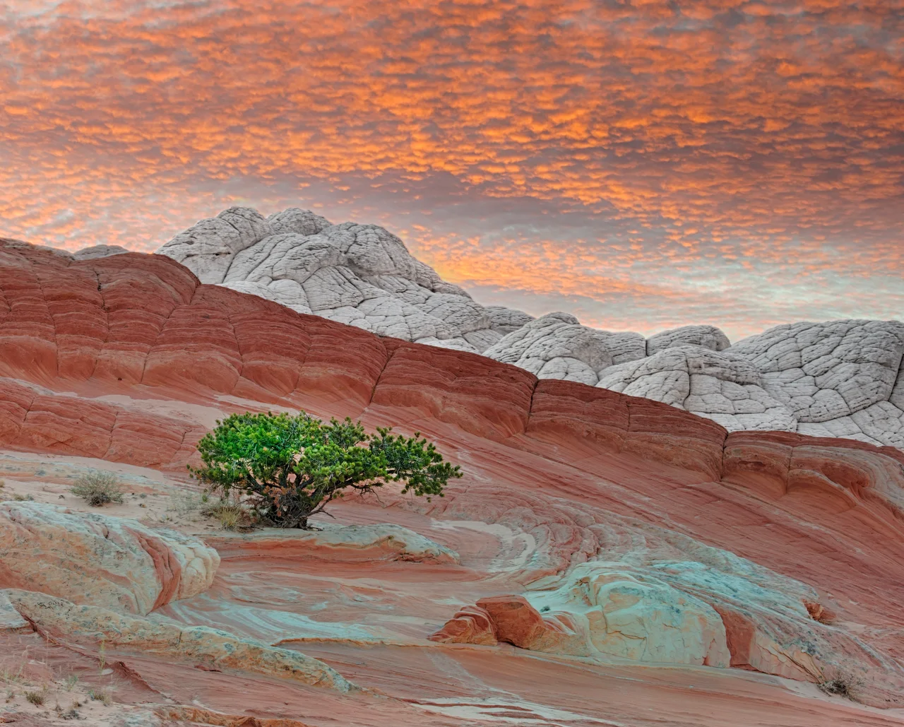 White Pocket, Vermilion Cliffs NM, AZ

There's not a lot of vegetation out there. Almost everybody gets a shot of this pretty yet rugged little tree.