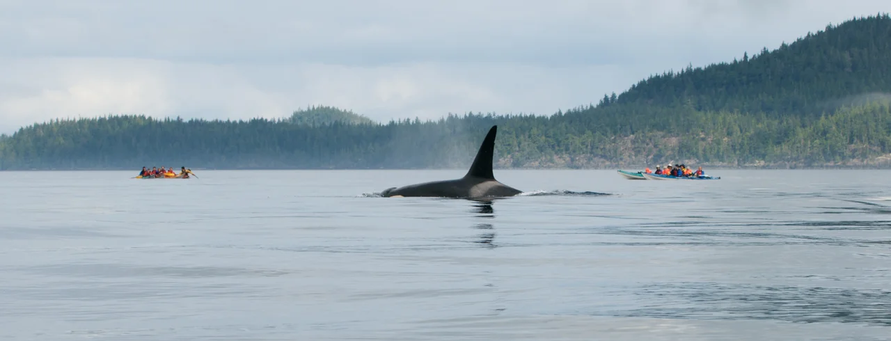 A member of the A36 Matraline in Johnstone Strait - August 2008