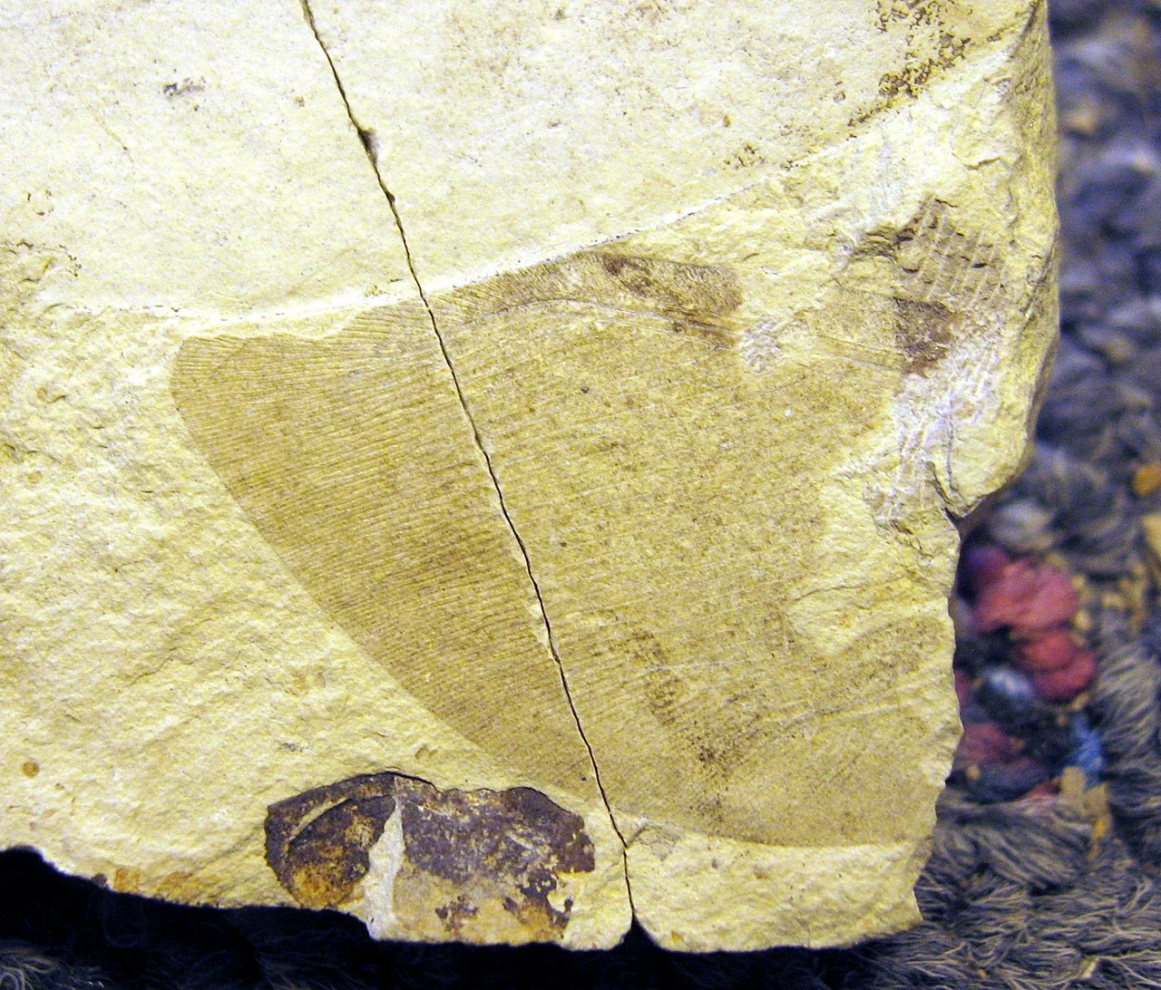 Polystoechotites lewisi Holotype Counterpart, the part is housed at St. Cloud State University.  A 2.65cm wing with preserved colopatterning along the upper edge. Klondike Mountain Formation, Republic, Ferry County, Washington, USA, Eocene, Ypresian, 49million years old.  Stonerose Interpretive Center Collection # SR 01-01-06
