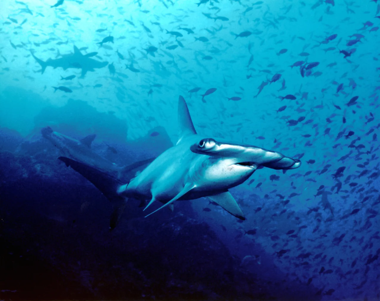 El Islote Manuelita es un sitio preferido para el buceo por la inmensa variedad de especies marinas que le circundan