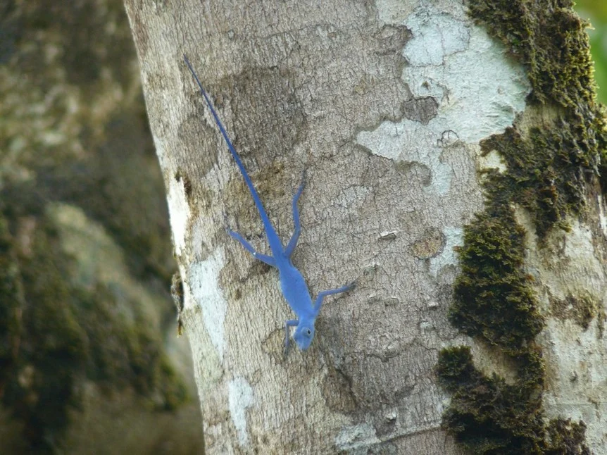 Blue Anole on Isla Gorgona, Colombia.  Endemic to the island.