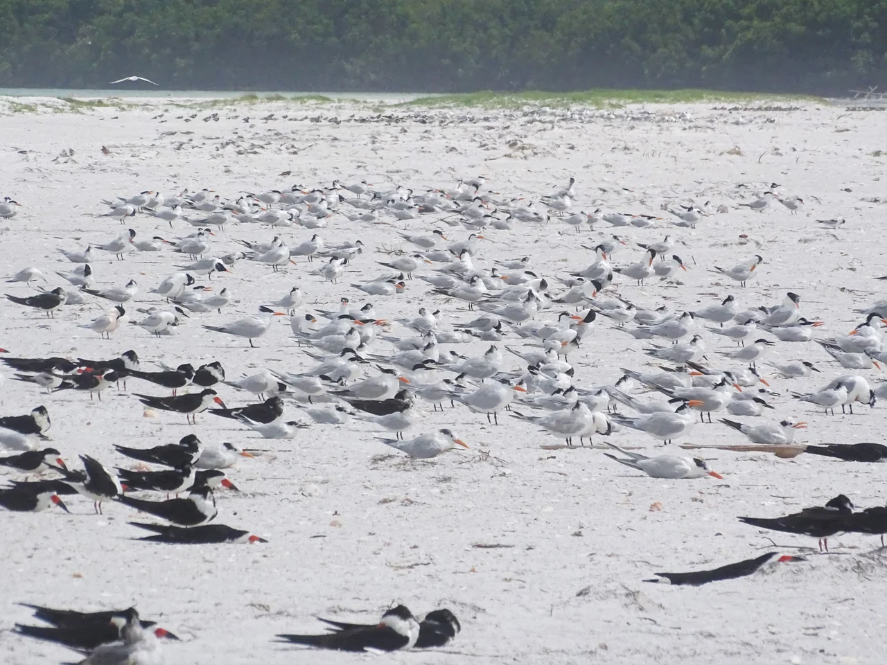 Black Skimmers Rynchops niger (black backs), Royal Terns Thalasseus maximus (pale gray backs; orange bill), and Cabot's Terns Thalasseus acuflavidus (pale gray backs, black bill); also a few distant Common Terns Sterna hirundo (small; pale gray backs) and two Laughing Gulls Leucophaeus atricilla (dark gray backs), at the protected bird area on the north beach of Fort De Soto Park in Pinellas County, Florida
