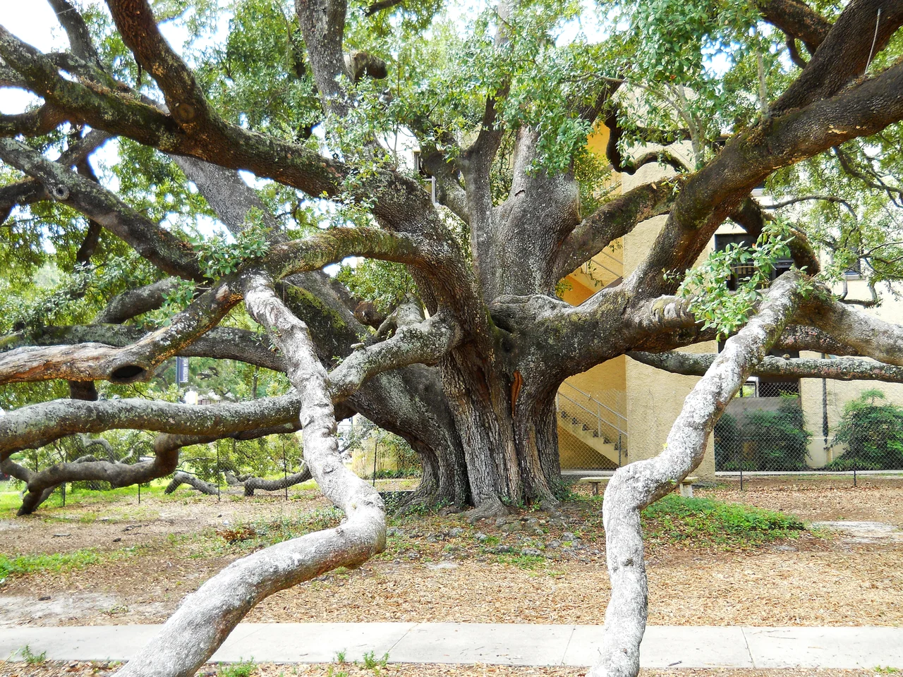 Limb structure of Friendship Oak, Long Beach, Harrison County, Mississippi, USA