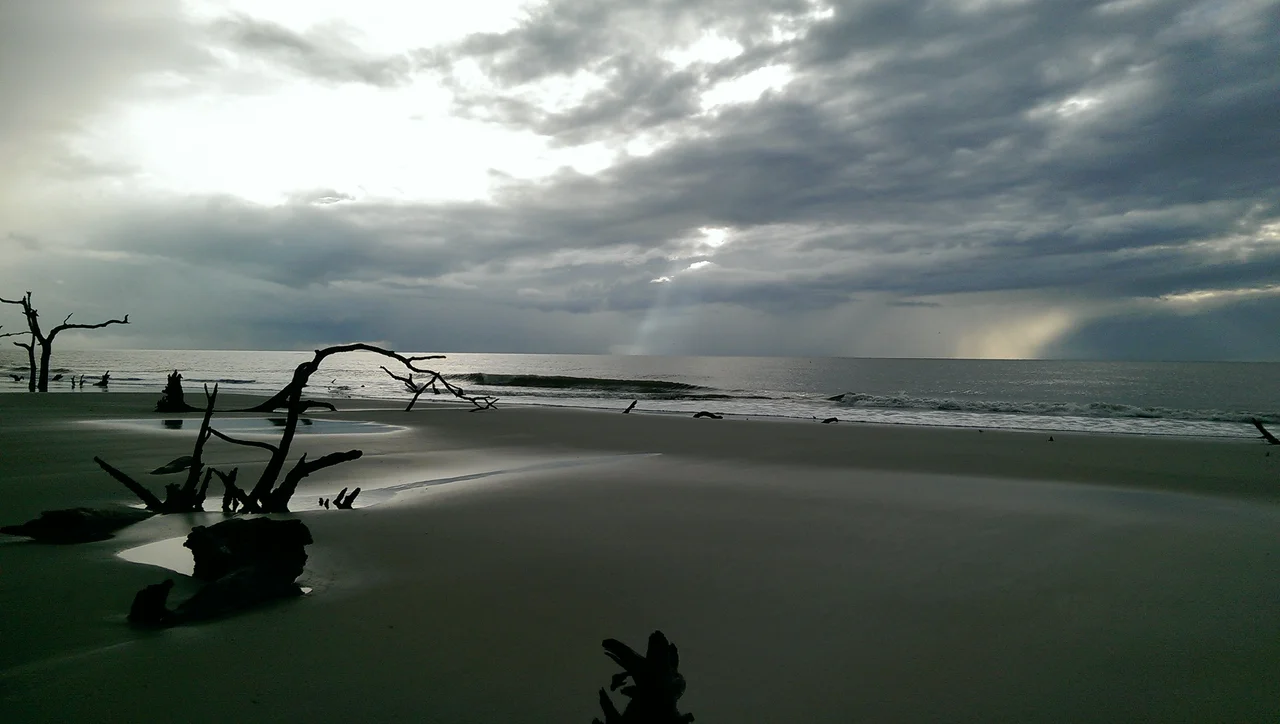 This boneyard was created by the ever-shifting coastline that has encroached upon the tree-line of the maritime forest of St. Catherines Island, 10 mi. off the GA coast between St. Catherines Sound and Sapelo Sound, Liberty County, Ga.