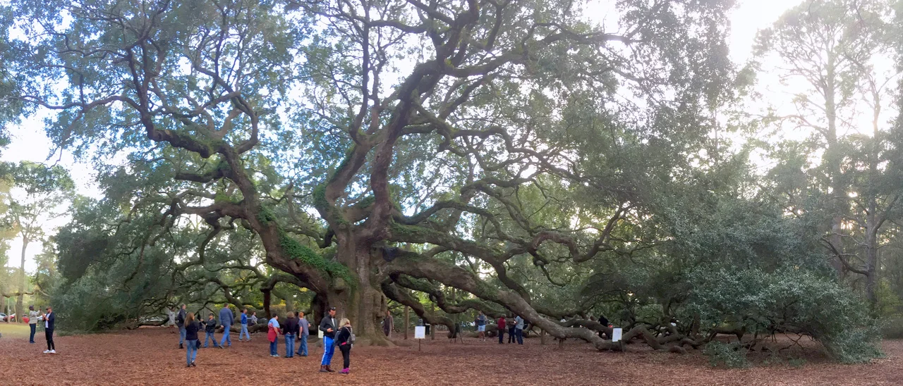 Angel Oak on Johns Island, South Carolina is a public attraction.
