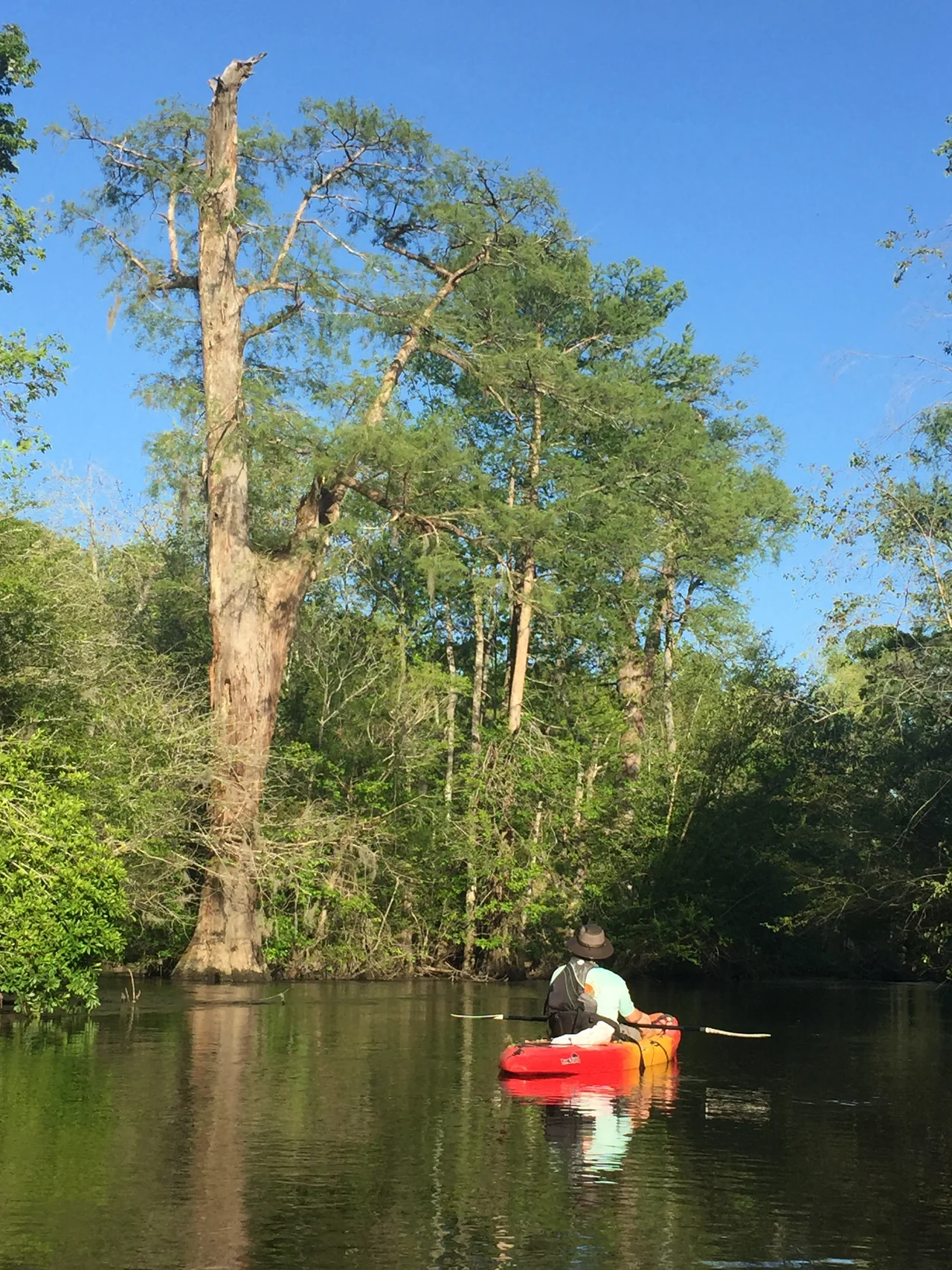 Photo of the Lynches River in the coastal plain of South Carolina.