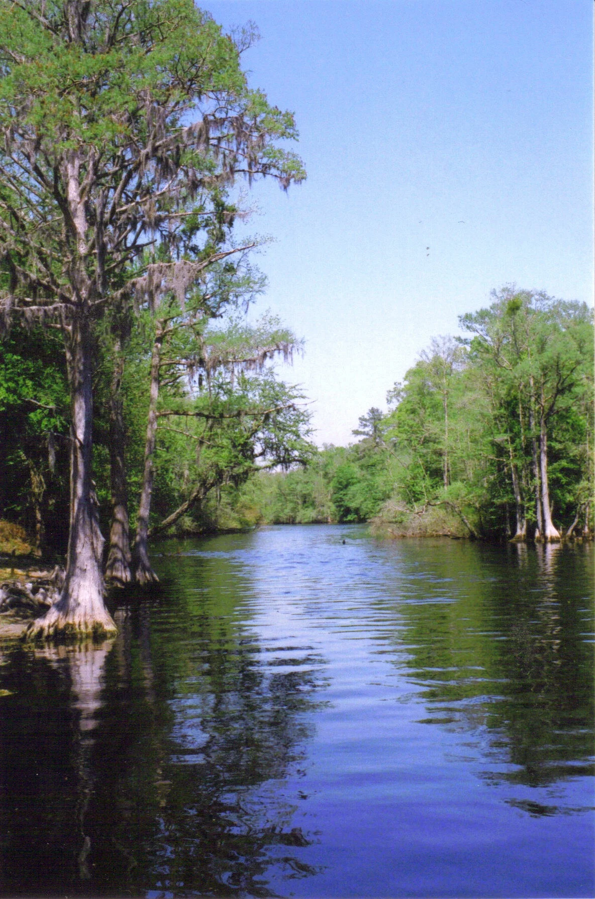 Cypress trees line the Lumber River in Lumber River State Park in Robeson County, North Carolina