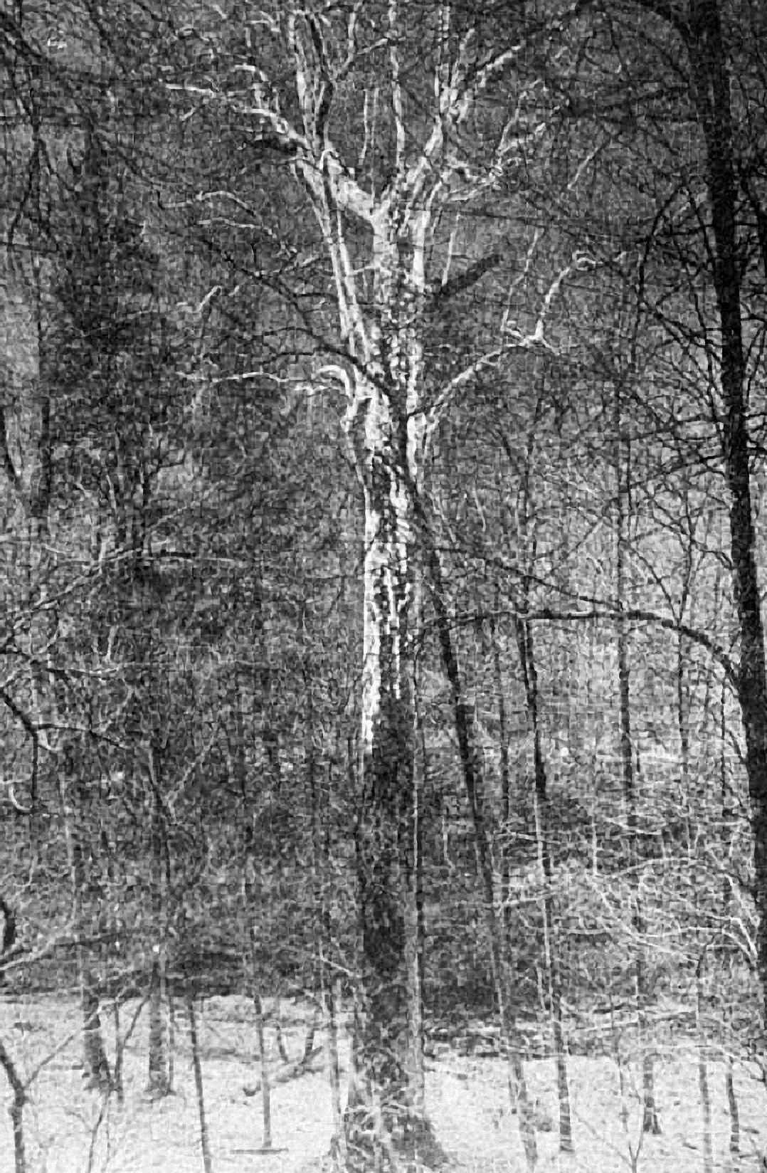 A photograph (c. 1920) of the Webster Sycamore (alternatively known as the Webster Springs Sycamore and the Big Sycamore Tree), which was an American sycamore (Platanus occidentalis) in the U.S. state of West Virginia. Long recognized for its size, the Webster Sycamore was the largest living American sycamore tree in West Virginia until its felling in 2010. The tree stood approximately 4.5 miles (7.2 km) east of Webster Springs in Webster County, in a moist flood plain along the banks of the Back Fork Elk River, a tributary stream of the Elk River. The image is from the following source:
Mosely, Edwin Lincoln (1920) Trees, Stars and Birds: A Book of Outdoor Science, Yonkers, New York: World Book Company