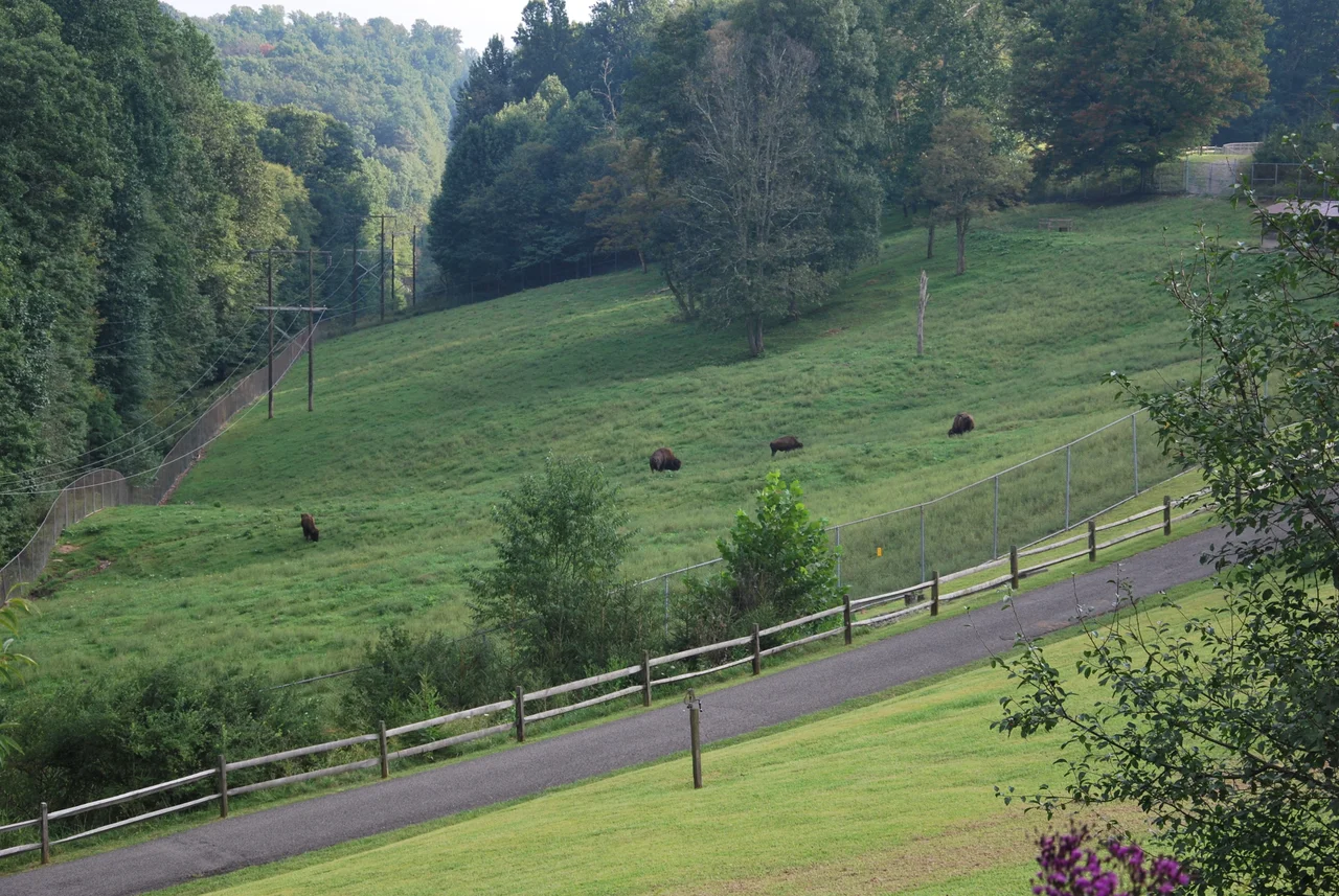Bison exhibit at the w:West Virginia State Wildlife Center.