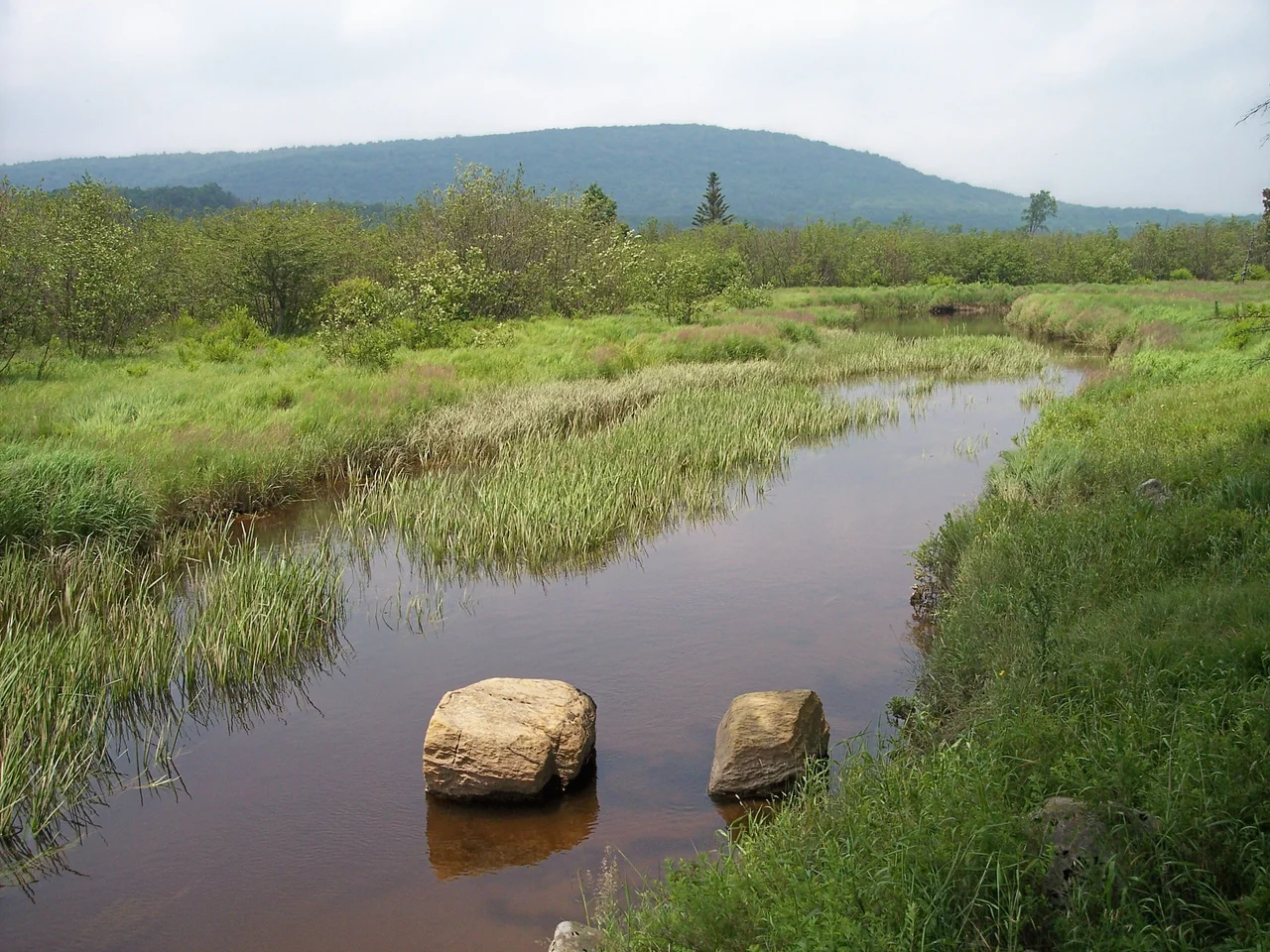 The Blackwater River in its upper course in w:Canaan Valley Resort State Park