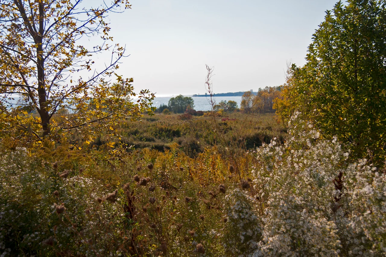A view of part of the site of Camp X looking towards Lake Ontario. Photographed in the afternoon of Sunday, October 9, 2011.