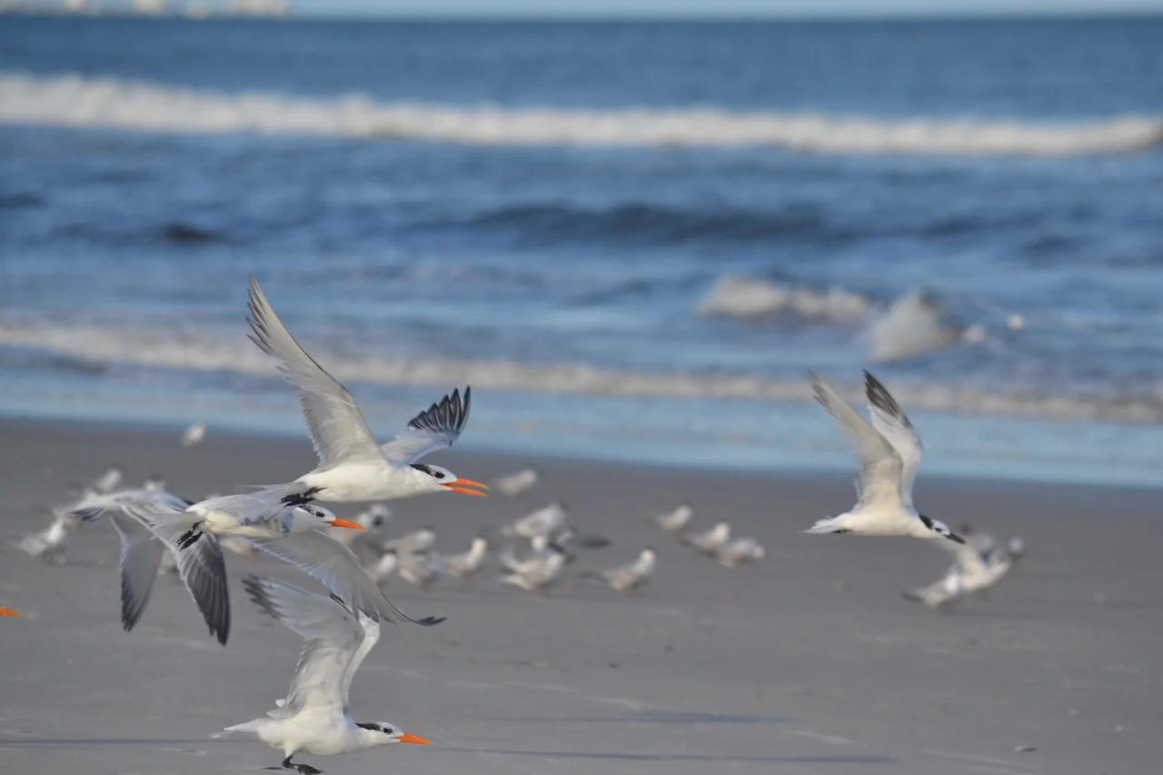 Royal and Cabot's Terns take flight at Pleasure Island, North Carolina