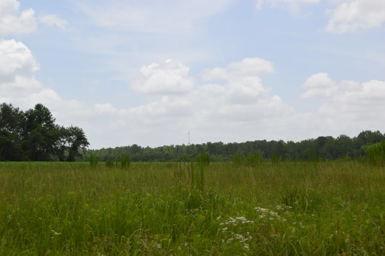 Fields along British Road in the northwestern corner of Jones County, North Carolina, United States. This is part of the battlefield from the Battle of Wyse Fork, fought just before the end of the American Civil War; it is listed on the National Register of Historic Places as a historic district.