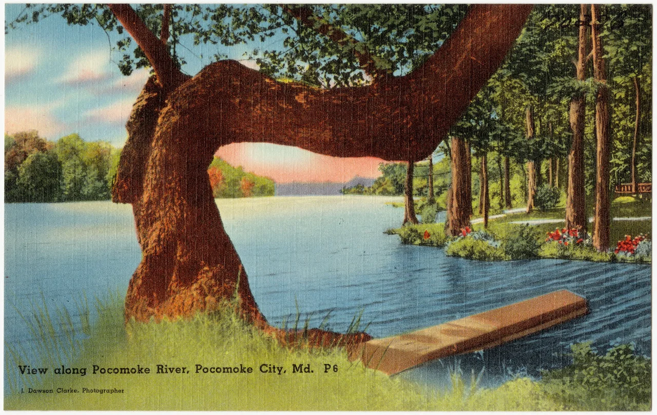 Title: View along Pocomoke River, Pocomoke City, Md.
Subjects: Rivers
Places: Maryland > Worcester (county) > Pocomoke City
Notes: Title from item.
Extent: 1 print (postcard) : linen texture, color ; 3 1/2 x 5 1/2 in.
Accession #: 06_10_014547