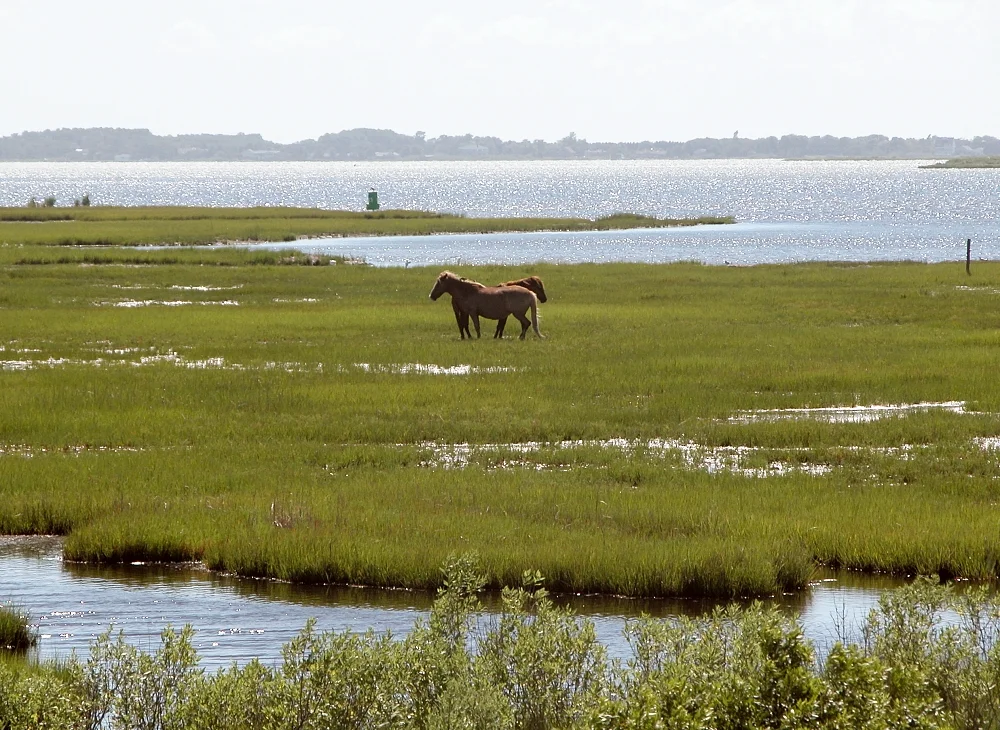 Horses, Assateague State Park, Maryland, USA